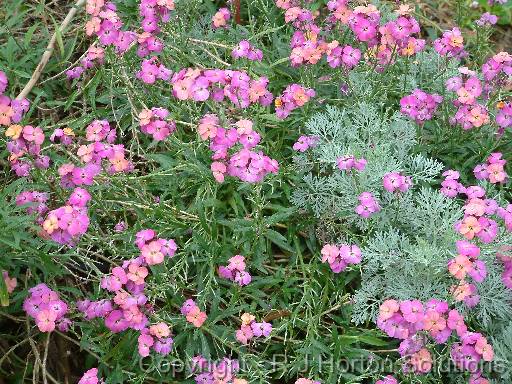 Wallflowers (Erysimum) 